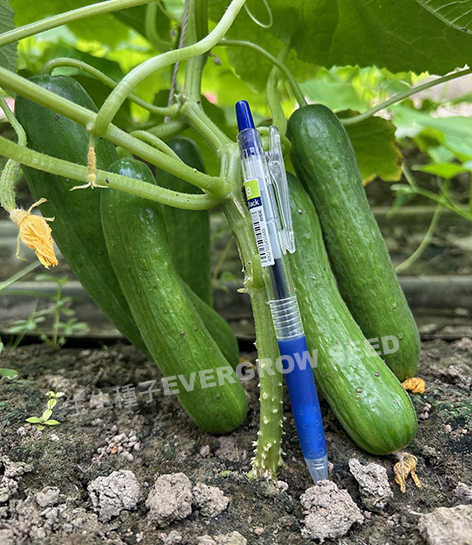 水果花胡瓜 7400A 綠夢:圖片 6