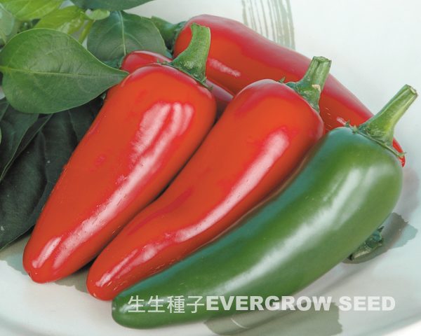 辣椒 5009 森巴：圖片 4