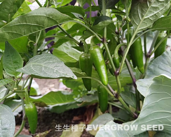 辣椒 5009 森巴：圖片 3