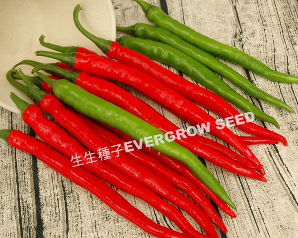 辣椒 5195 雅麗：圖片 2