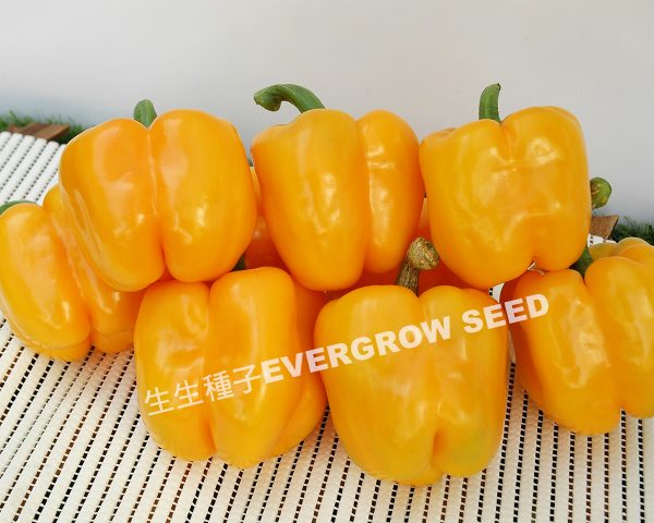 甜椒 3115 黃華