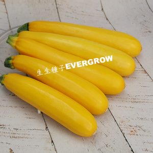 夏南瓜 12605 金可愛