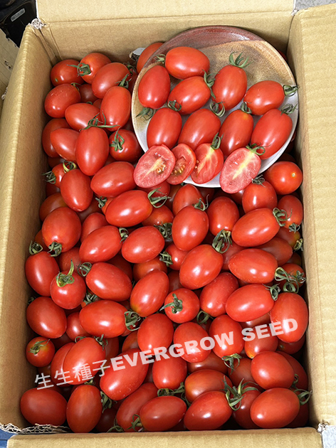 小果番茄 4151 夏越3號改良:圖片 5