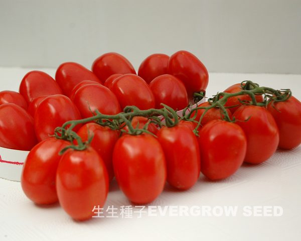 停心性番茄 4031 天鈴