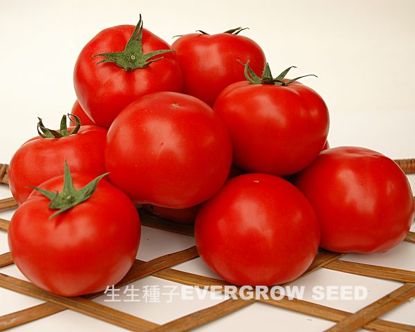 全紅番茄 4138 麗珍