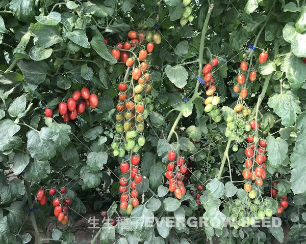 小果番茄 4140 紅貴妃：圖片 4