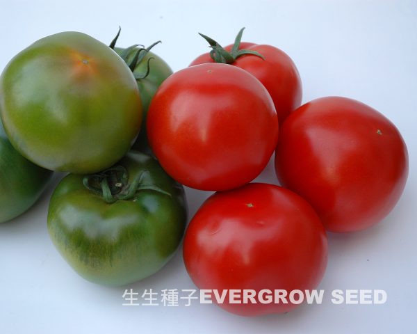 半黑柿番茄 4144 勇牛：圖片 2