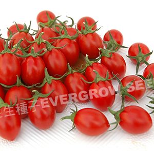 小果番茄 4149 聖妃