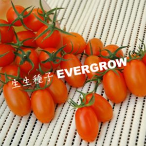 小果番茄 4150 橙蜜香2號
