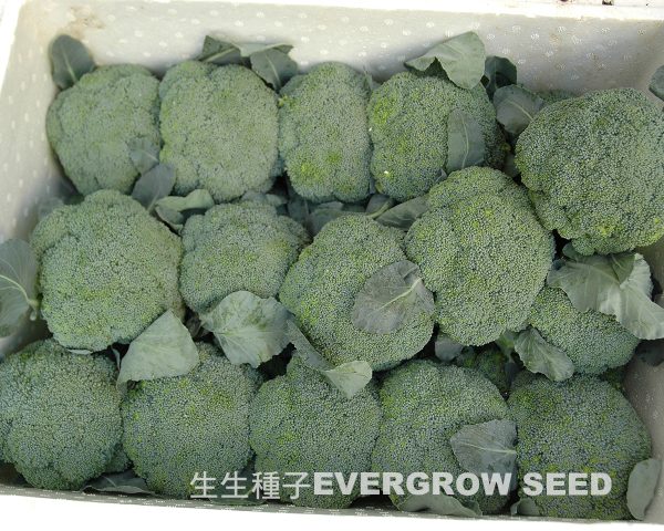 青花菜 18001 綠雪晶：圖片 2