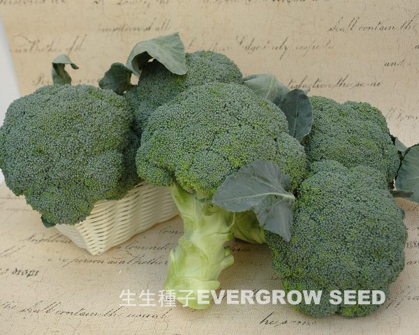 青花菜 18001 綠雪晶