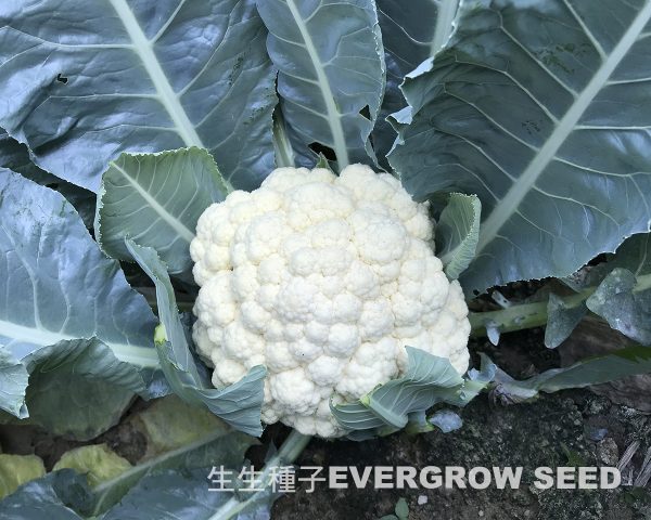 花椰菜 17506 白珊瑚：圖片 2