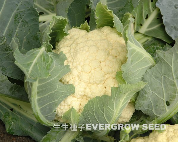 花椰菜 17516 雪珊瑚