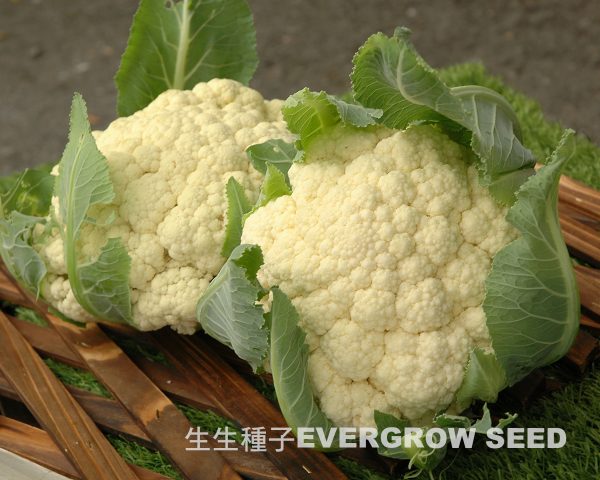 花椰菜 17516 雪珊瑚：圖片 2