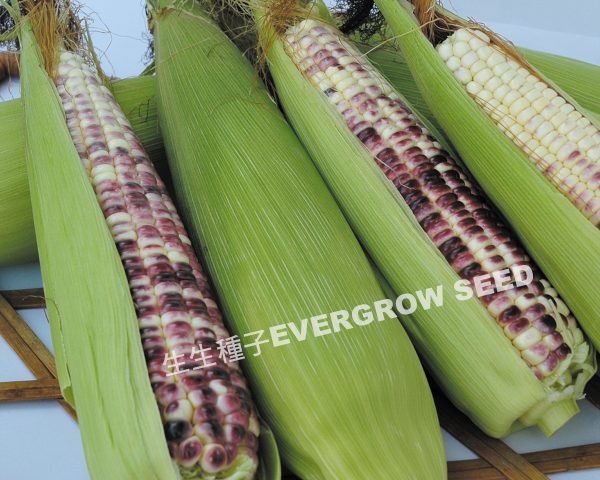 黑糯玉米 25476 紫玉3號