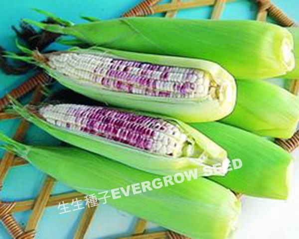 黑糯玉米 25478 紫玉