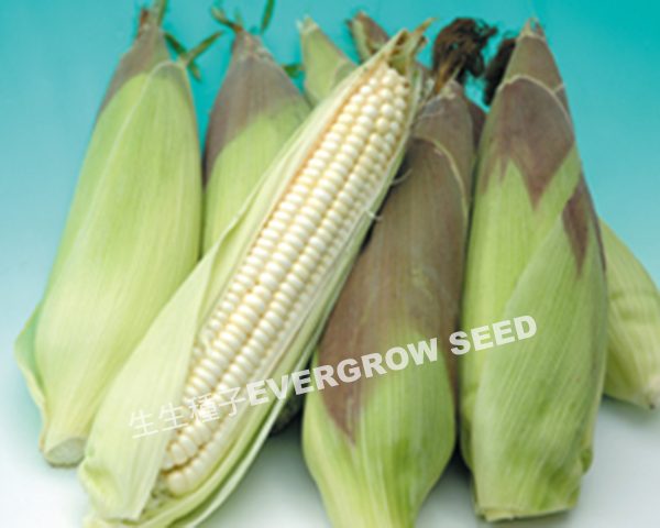 白糯玉米 25481 白玉珍3號