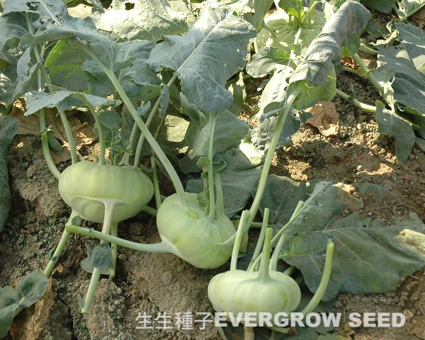 球莖甘藍 10596 白球：圖片 2