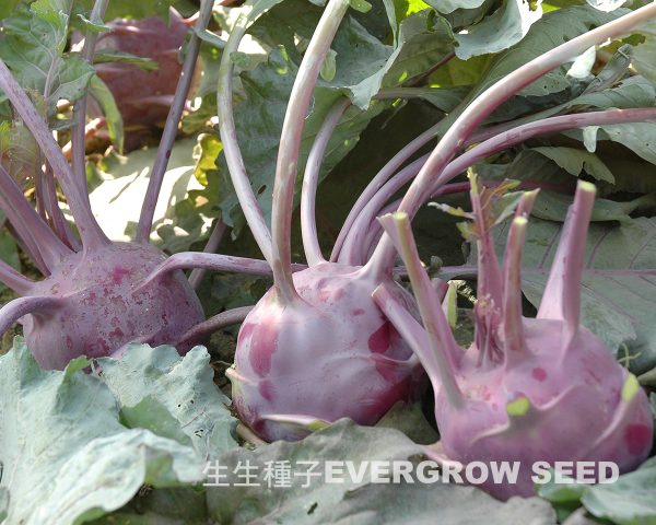 球莖甘藍 10597 紫球