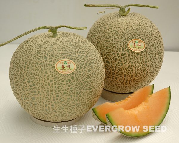 洋香瓜 1303 春妍