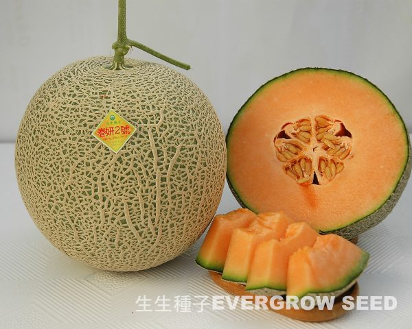洋香瓜 1308 春妍2號