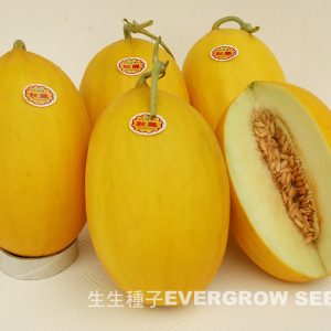 洋香瓜 1378A 秋凰