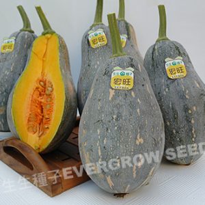 中國南瓜 12452 宏旺