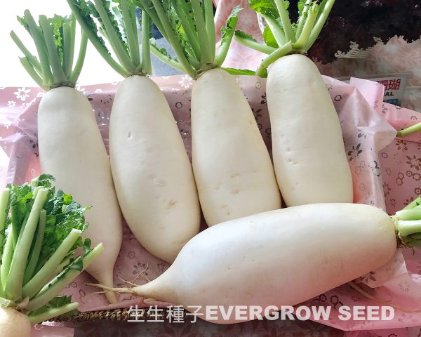 蘿蔔 42644 新社：圖片 2
