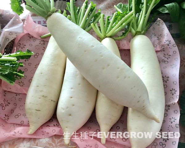蘿蔔 42648 國姓