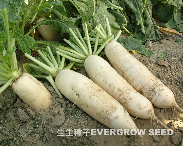 蘿蔔 42651 蘿峰：圖片 2