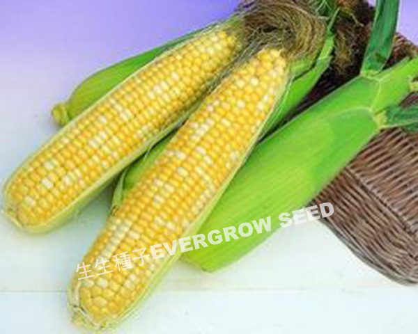 超甜玉米 25451 雙麗珍