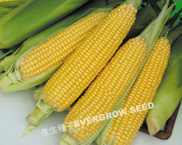 超甜玉米 25469 黃后3號