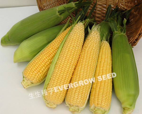超甜玉米 25471 黃后