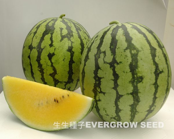 西瓜 2359 榮橙冠2號