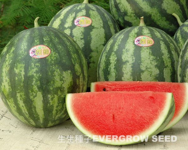 西瓜 2003 西鈴