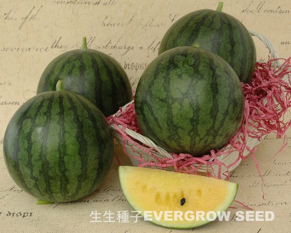 西瓜 2012 麗玉