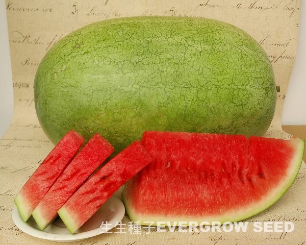 西瓜 2305A 皇寶