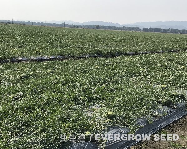 西瓜 2327 榮橙冠：圖片 3