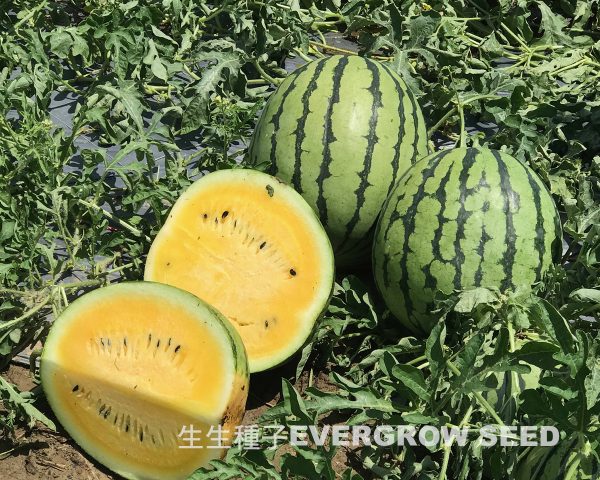 西瓜 2359 榮橙冠2號：圖片 4