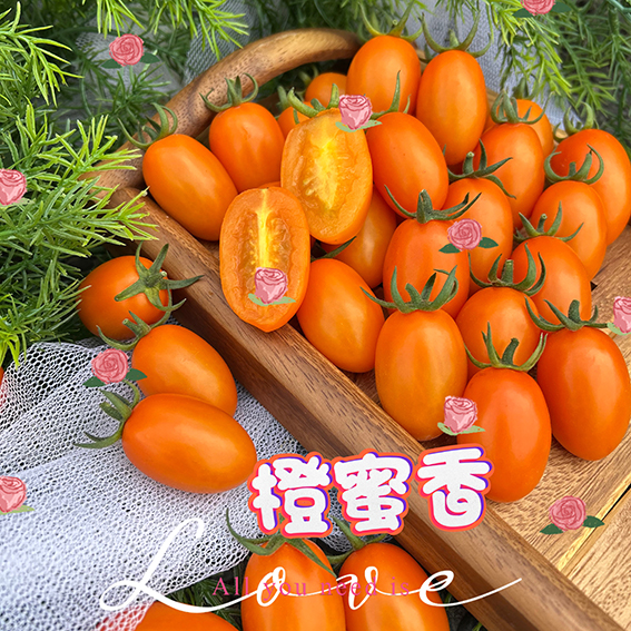 橙蜜香小番茄的創新與永續發展