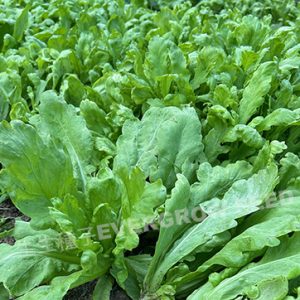 茼蒿 31774 荷苞嶼