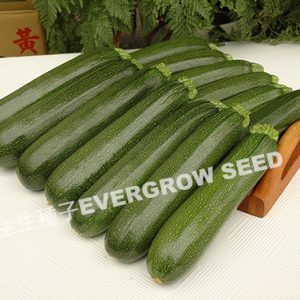 夏南瓜 12606 黑魔3號