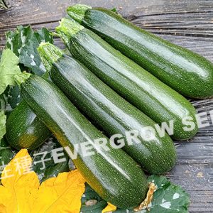 夏南瓜 12606 黑魔3號