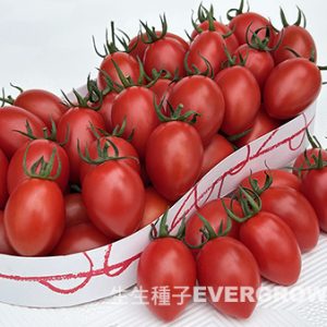 高停心性小番茄 TO-2504