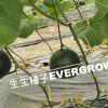東方甜瓜 9361 墨寶：圖片 3